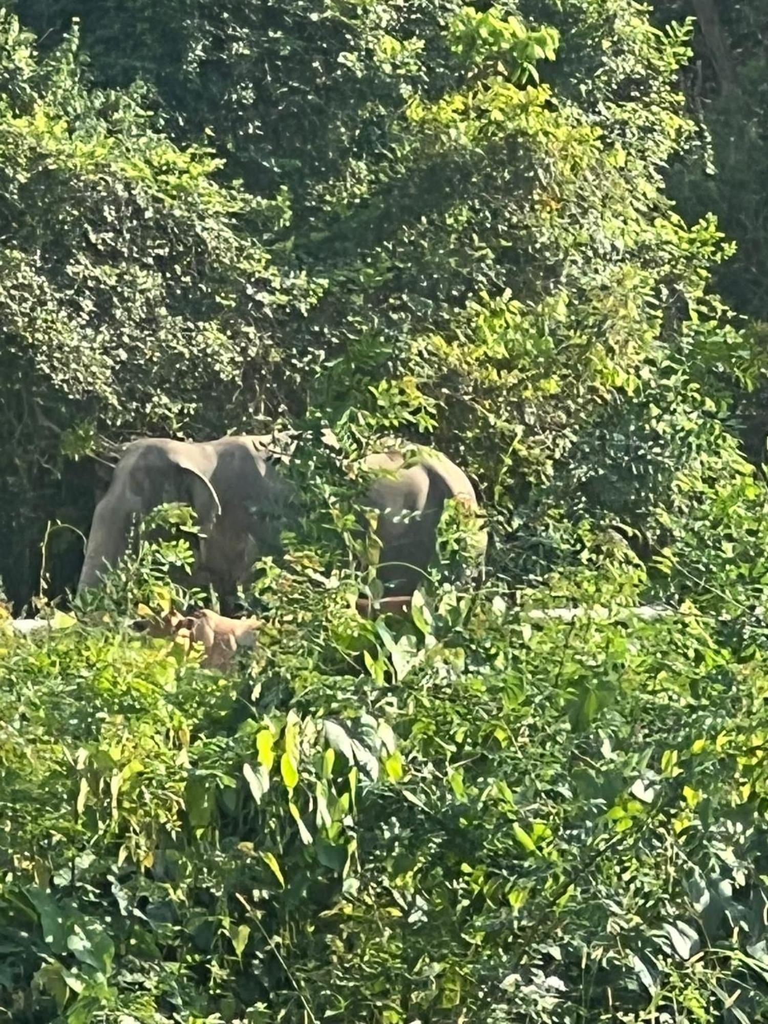 7 Vue Et Vue Sur Les Elephants Ban Khlong Mae Nam