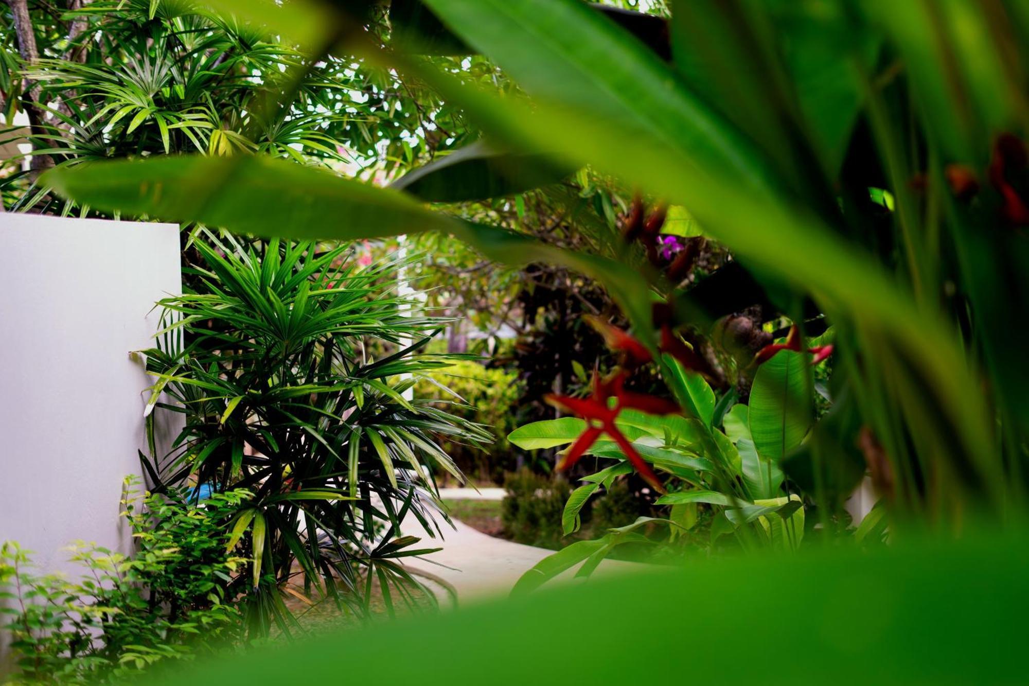 Orchid Samui -