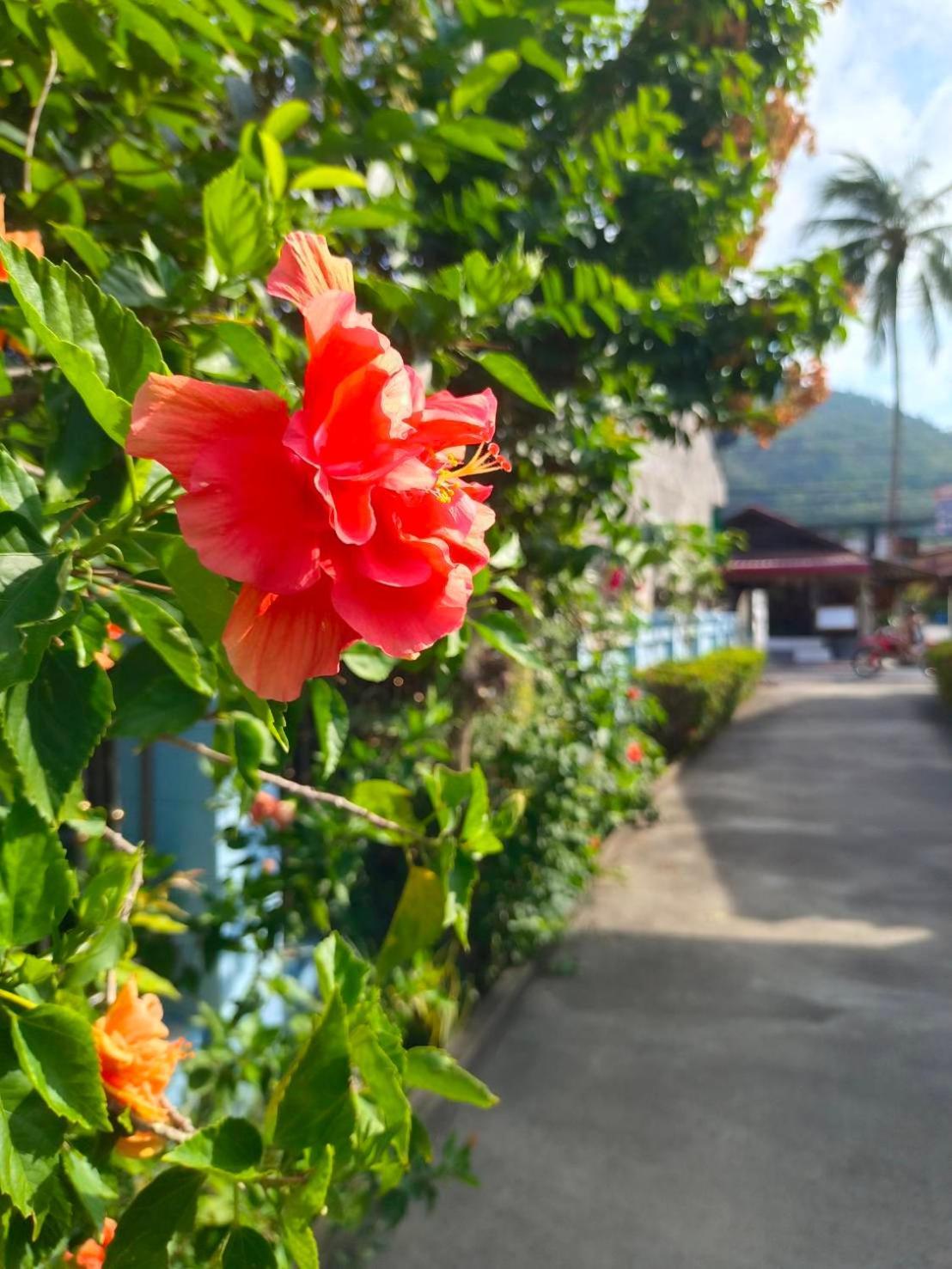 Phannarai House Resort Lamai Beach (Koh Samui)