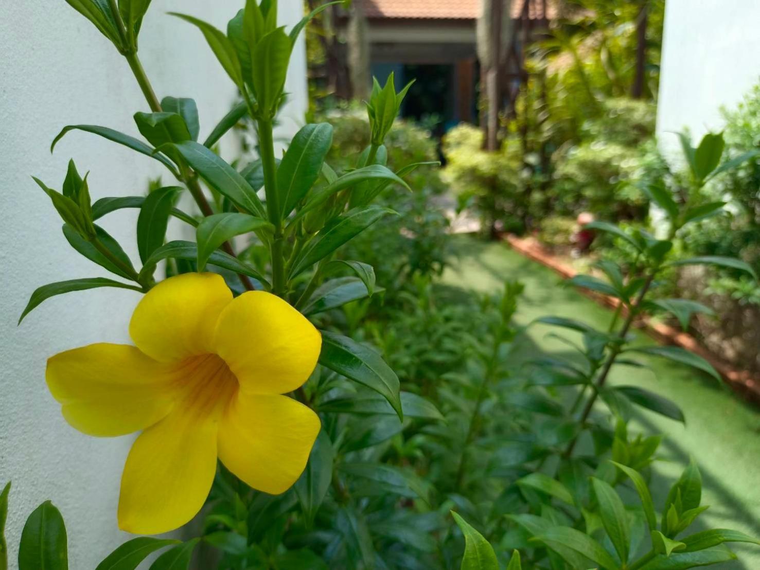 Phannarai House Resort Lamai Beach (Koh Samui)