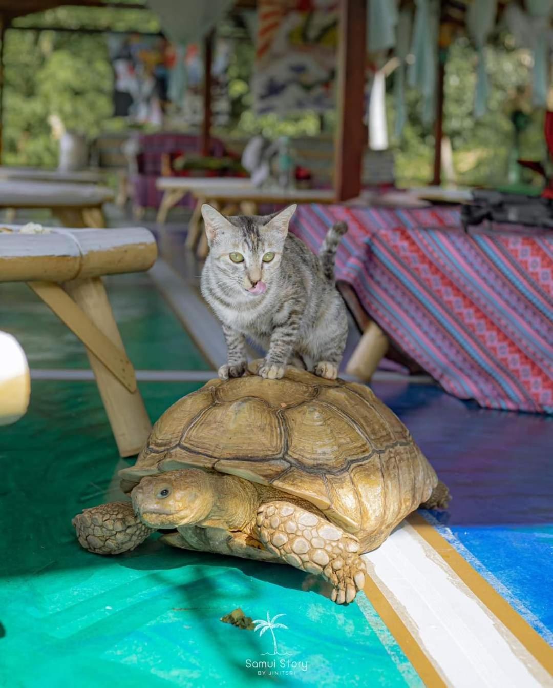 Acampamento Sz Samui Glamping Ban Sa Ket