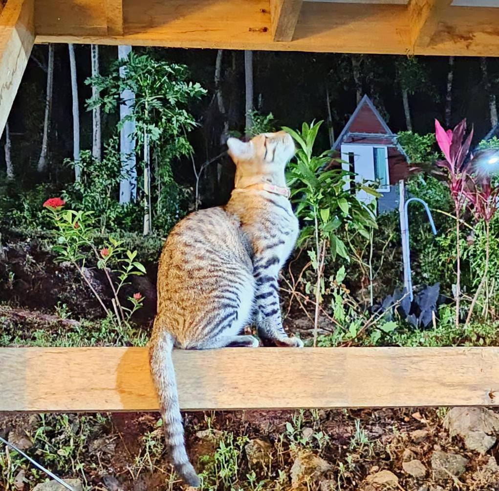 Sz Samui Glamping *