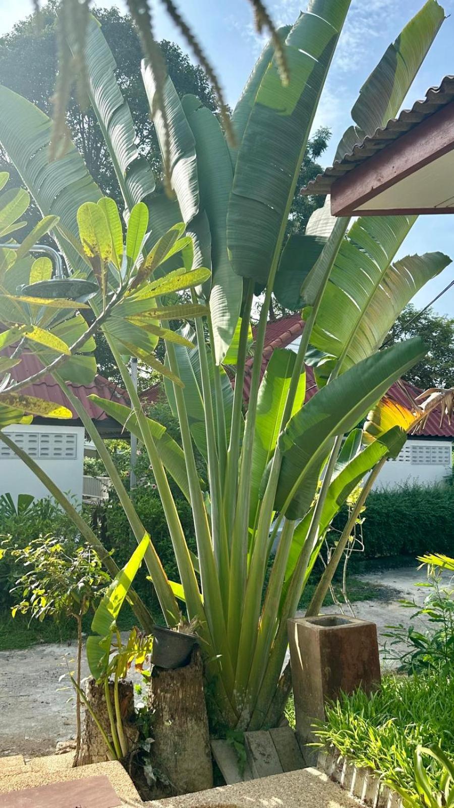 Aforetime Village Amphoe Koksamui