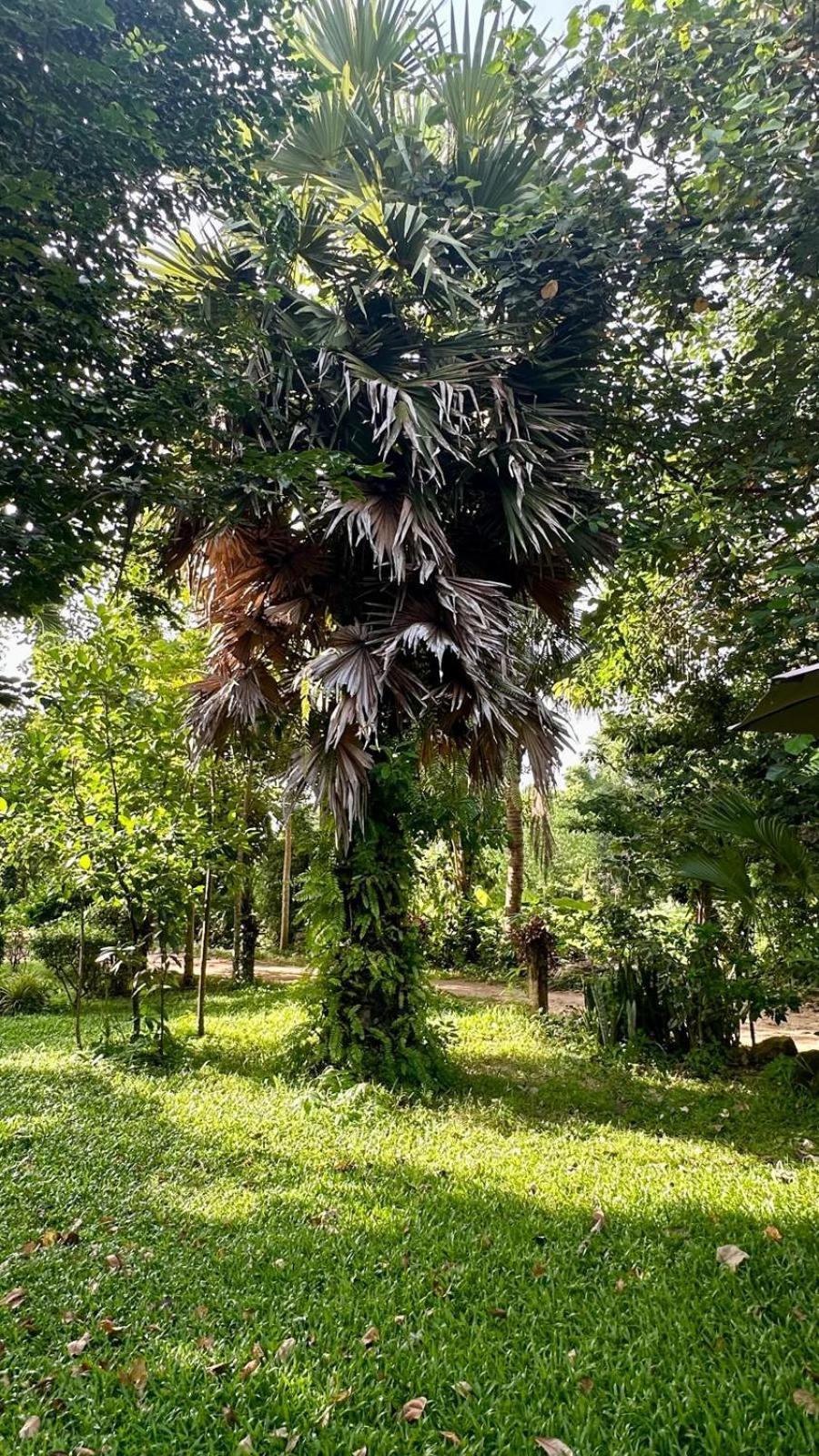 Aforetime Village * Amphoe Koksamui