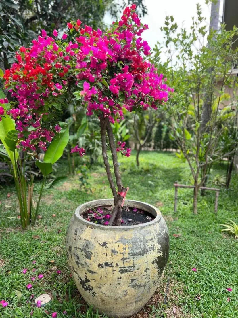 Terracotta 2 - 3 Bedrooms - Lamai Coconut Grove Villa