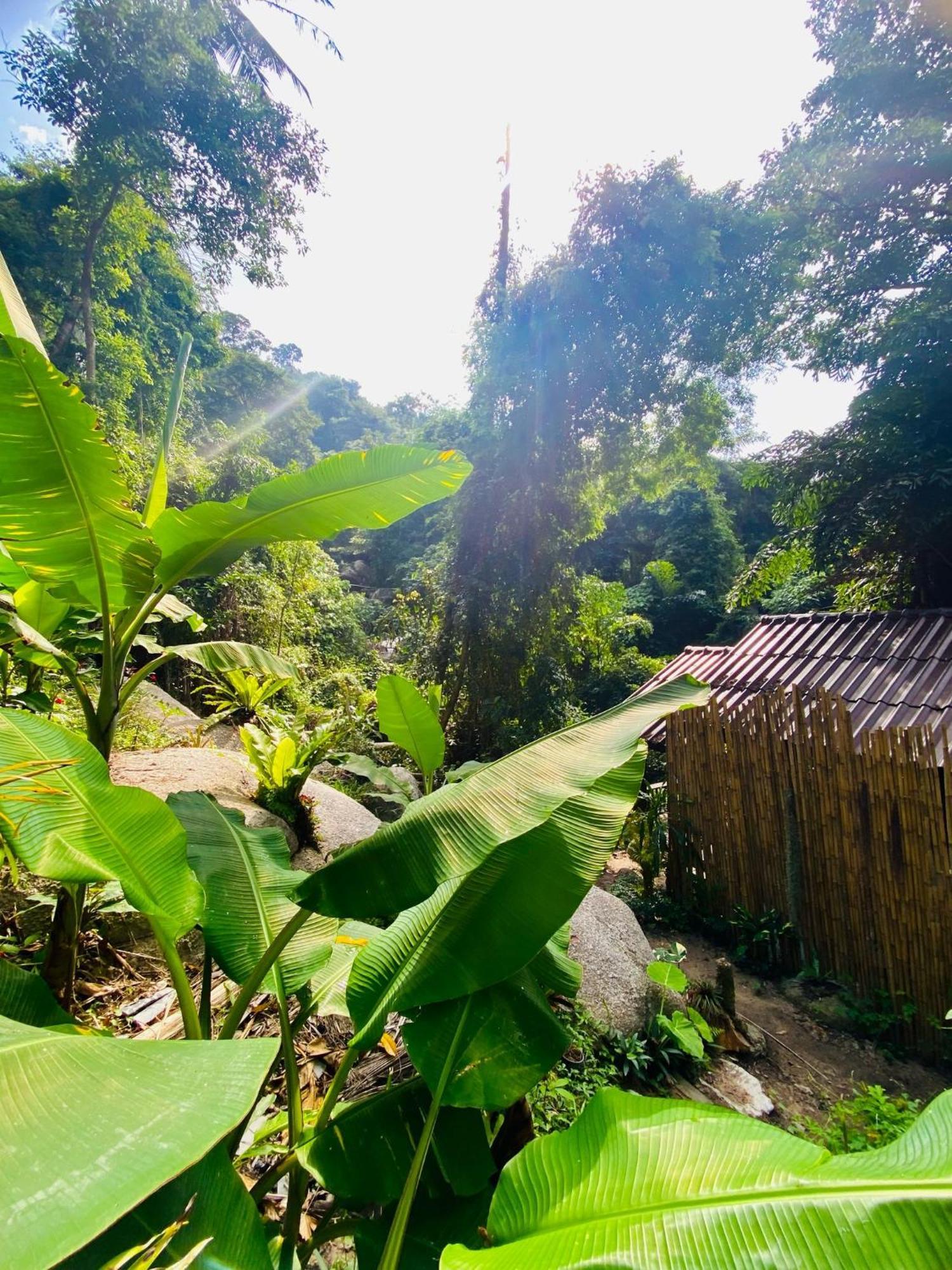 Singing Frogs Jungle * Amphoe Koksamui