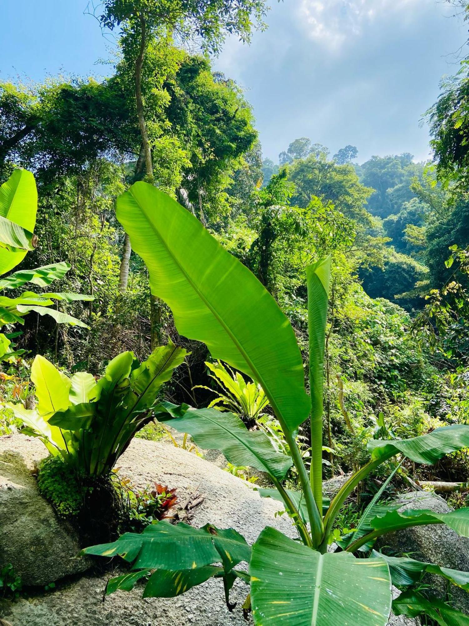 Singing Frogs Jungle *