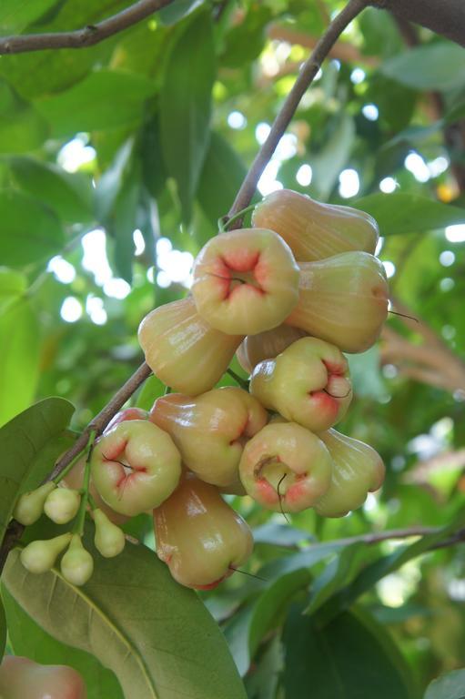 Cashew Nut Village *