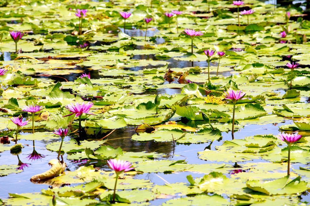 Saree Lagoon Koh Samui Lipa Noi