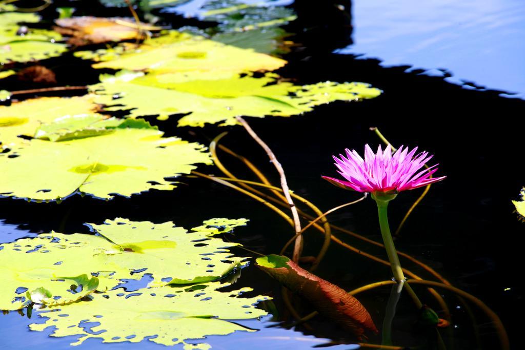 Saree Lagoon Koh Samui Pousada