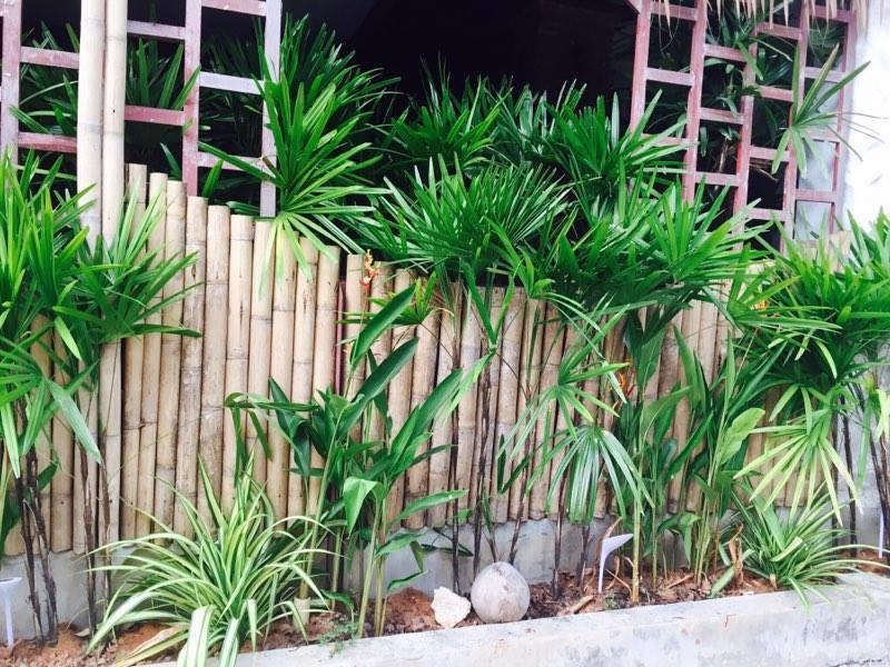 Little Jungle 2* Chaweng (Koh Samui)