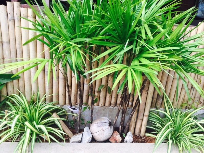 Little Jungle 2*