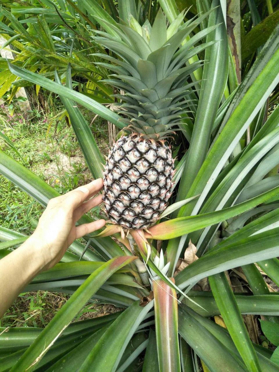 Hébergement de vacances Sean Sabai E Ristobar Taling Ngam Beach