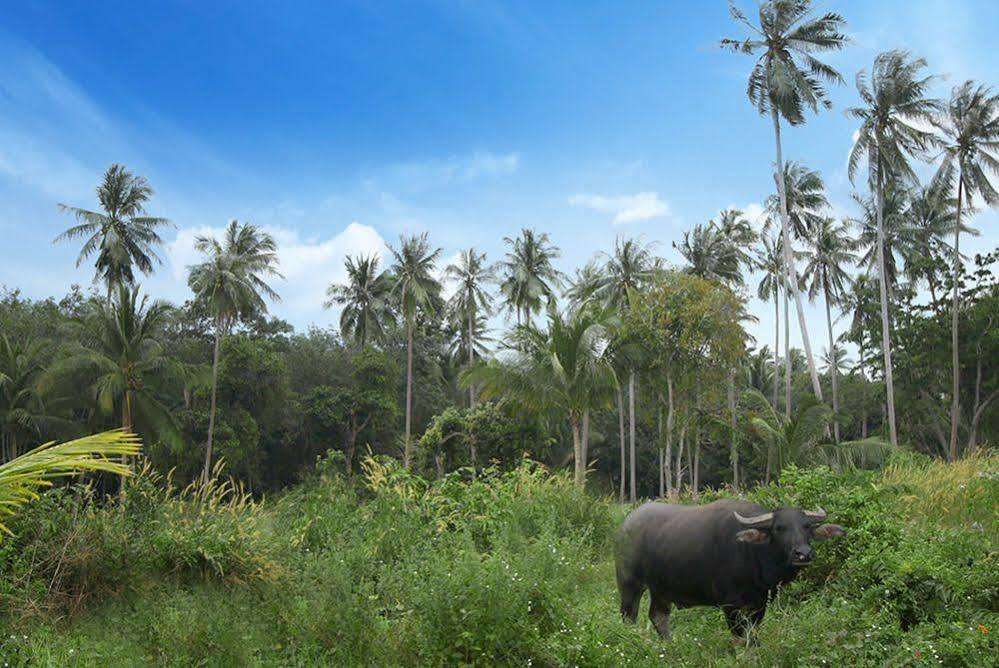 Samui Le Reve