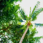 Monsoon Beach Villas
