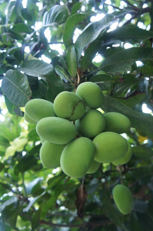 Holiday home Cashew Nut Village *