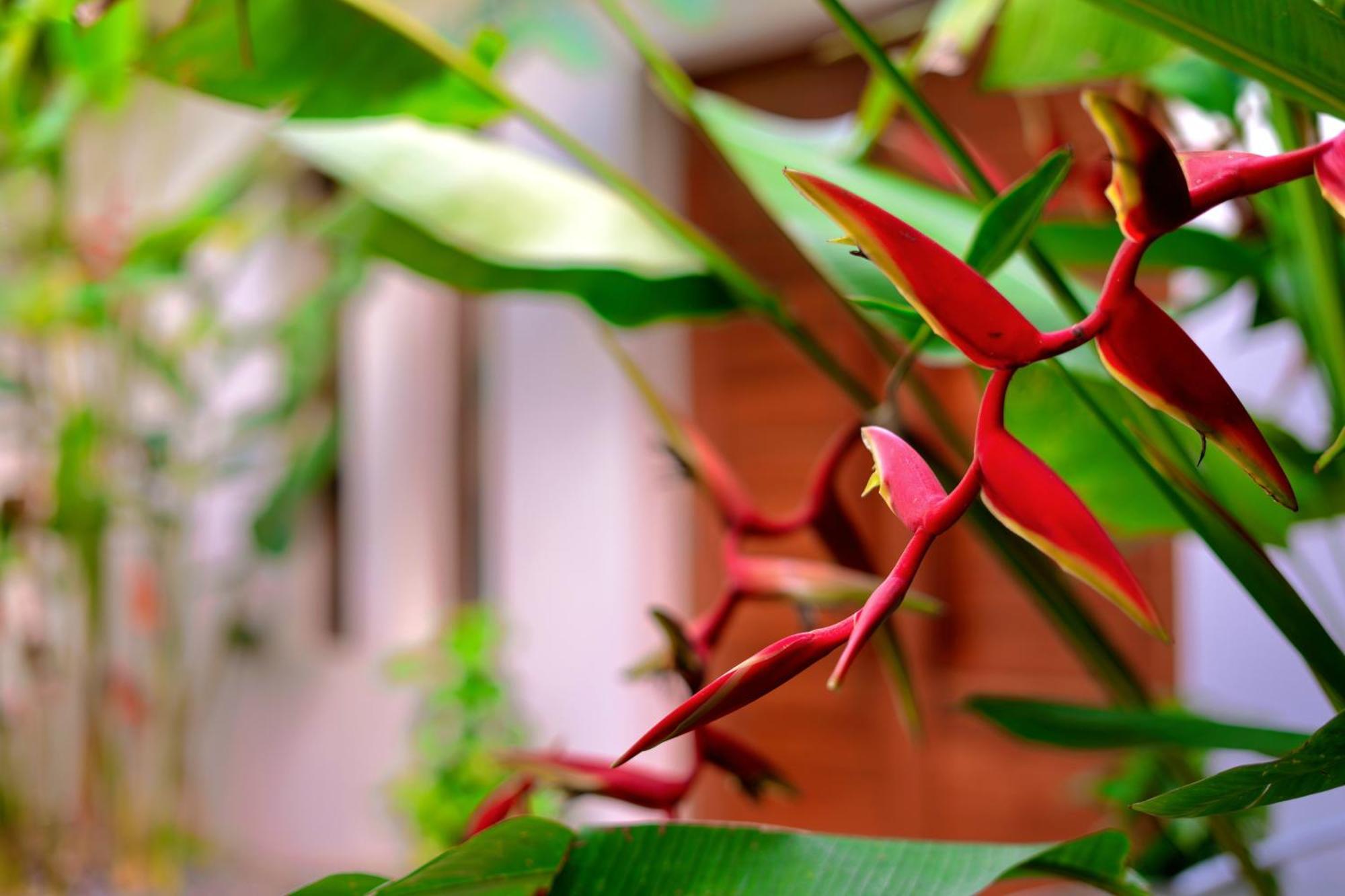 Ferienhaus Orchid Samui - *