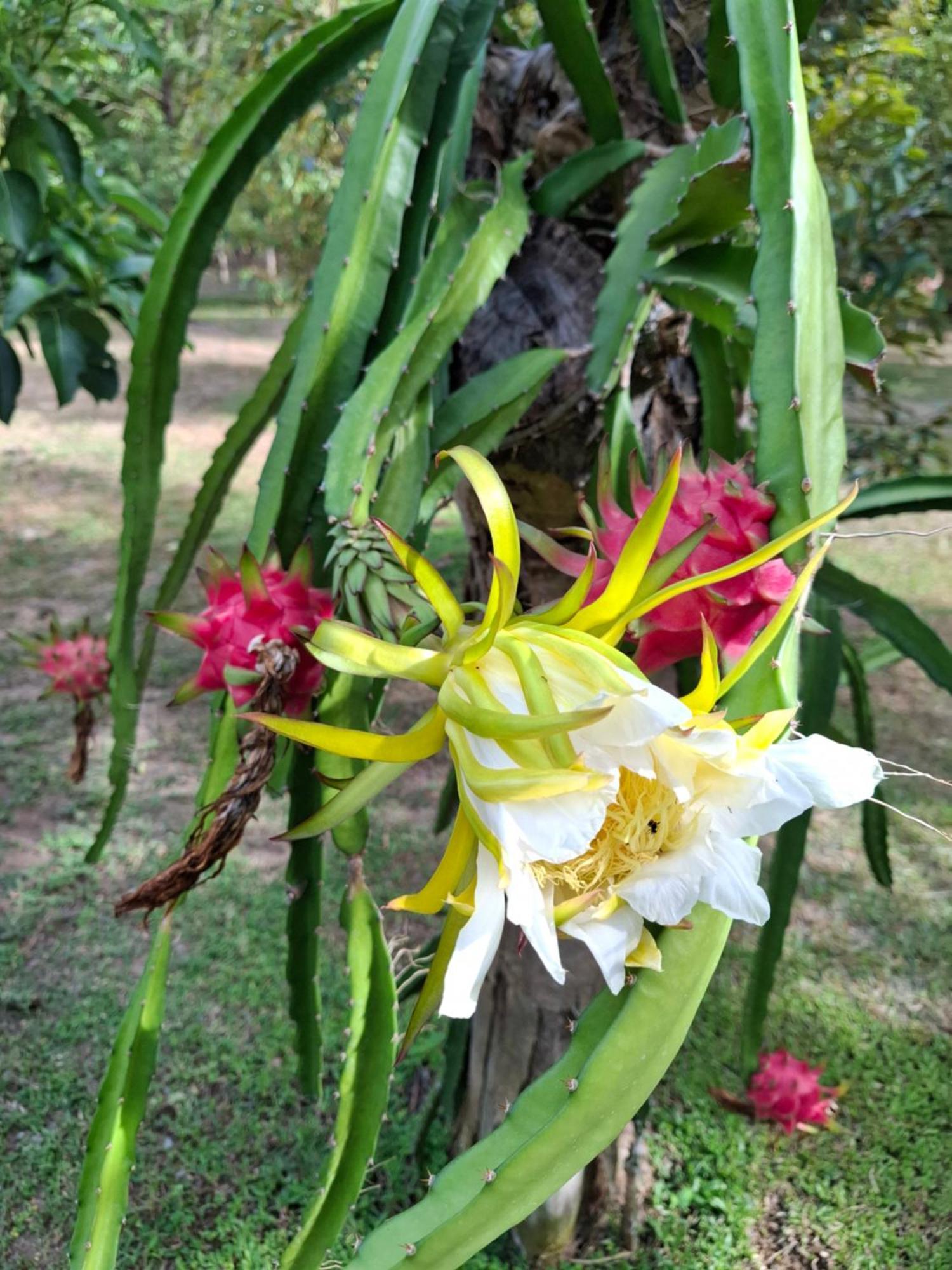 Bang Po Garden Ban Bang Po