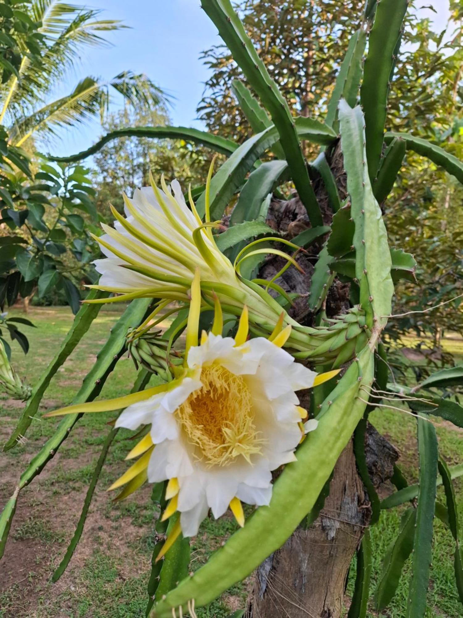 Bang Po Garden * Ban Bang Po
