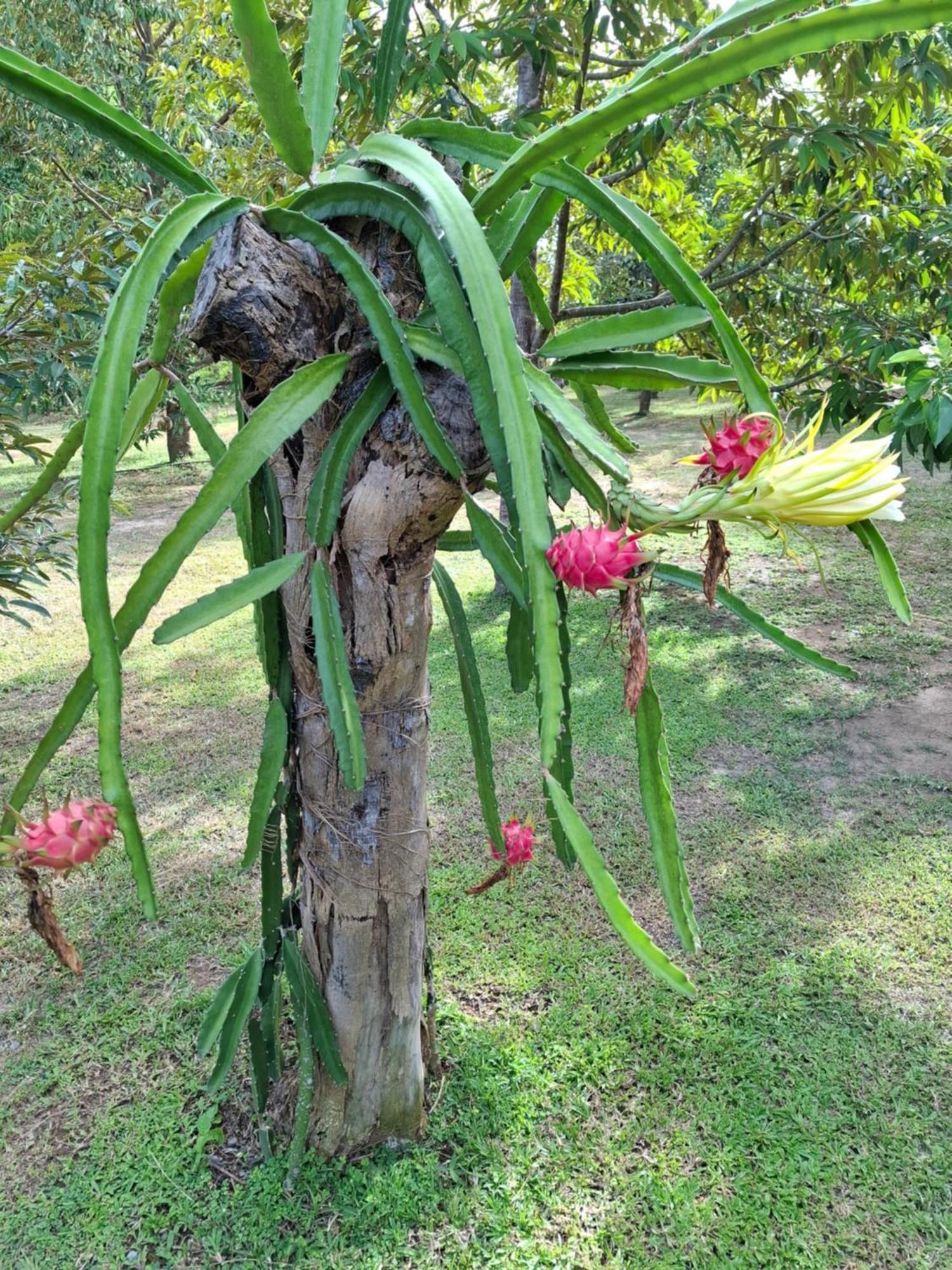 Resort Bang Po Garden