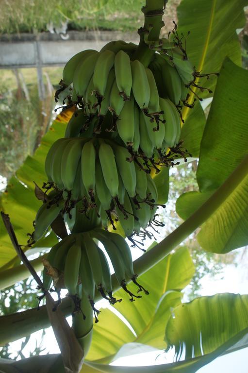Cashew Nut Village *