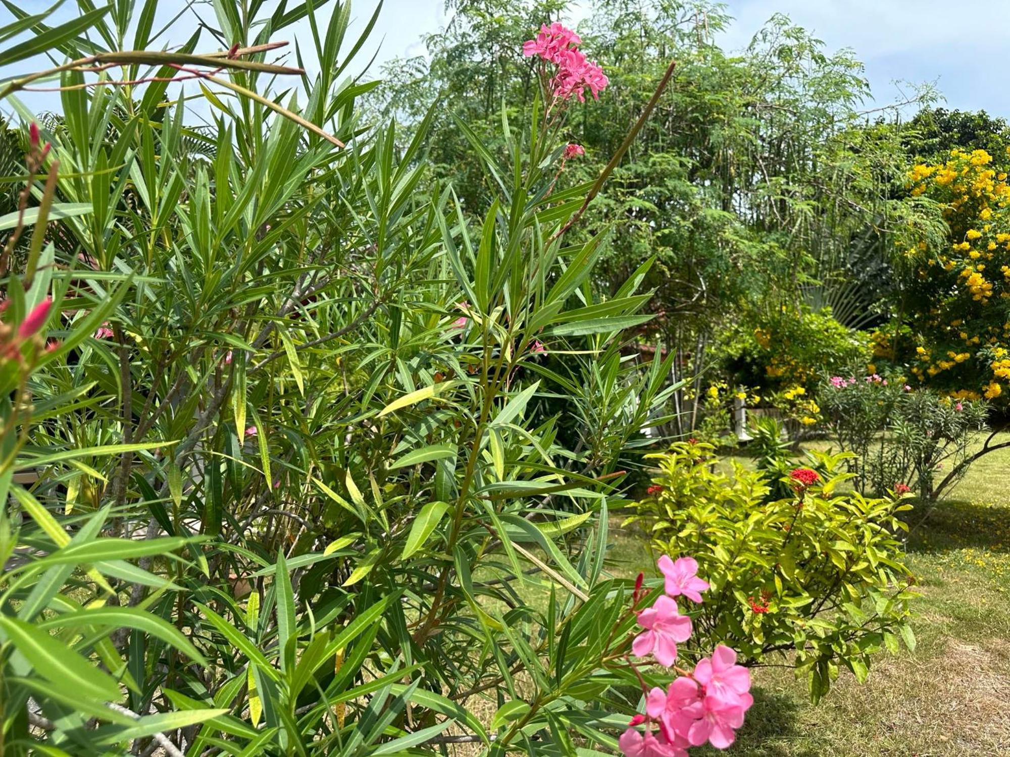 Accommodatie bij particulieren Samui Garden