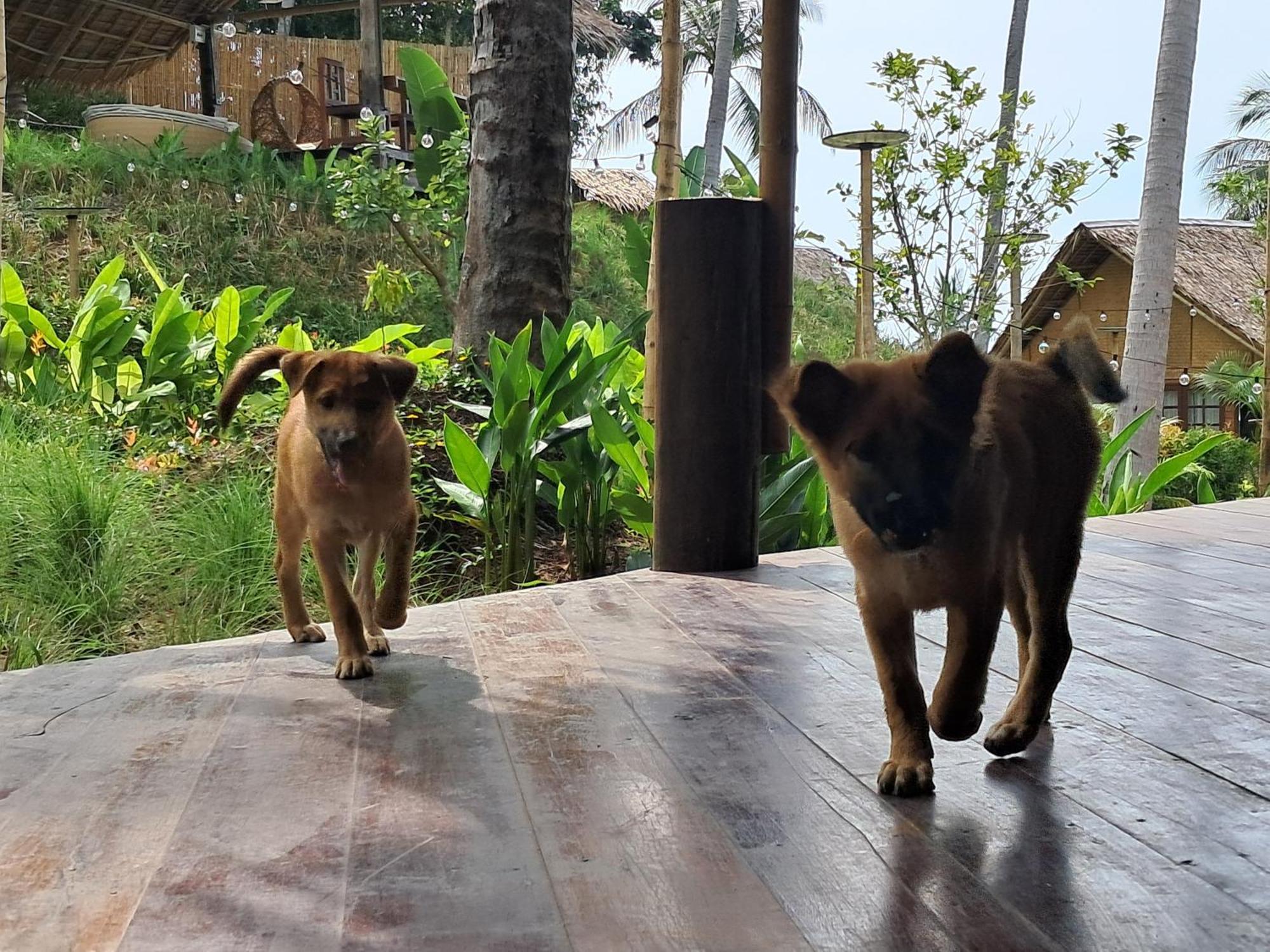 Hotel Roomquest Theva Ko Samui