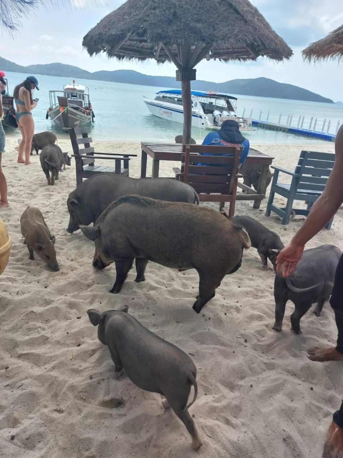 Bonny Hotel Lamai Beach (Koh Samui)