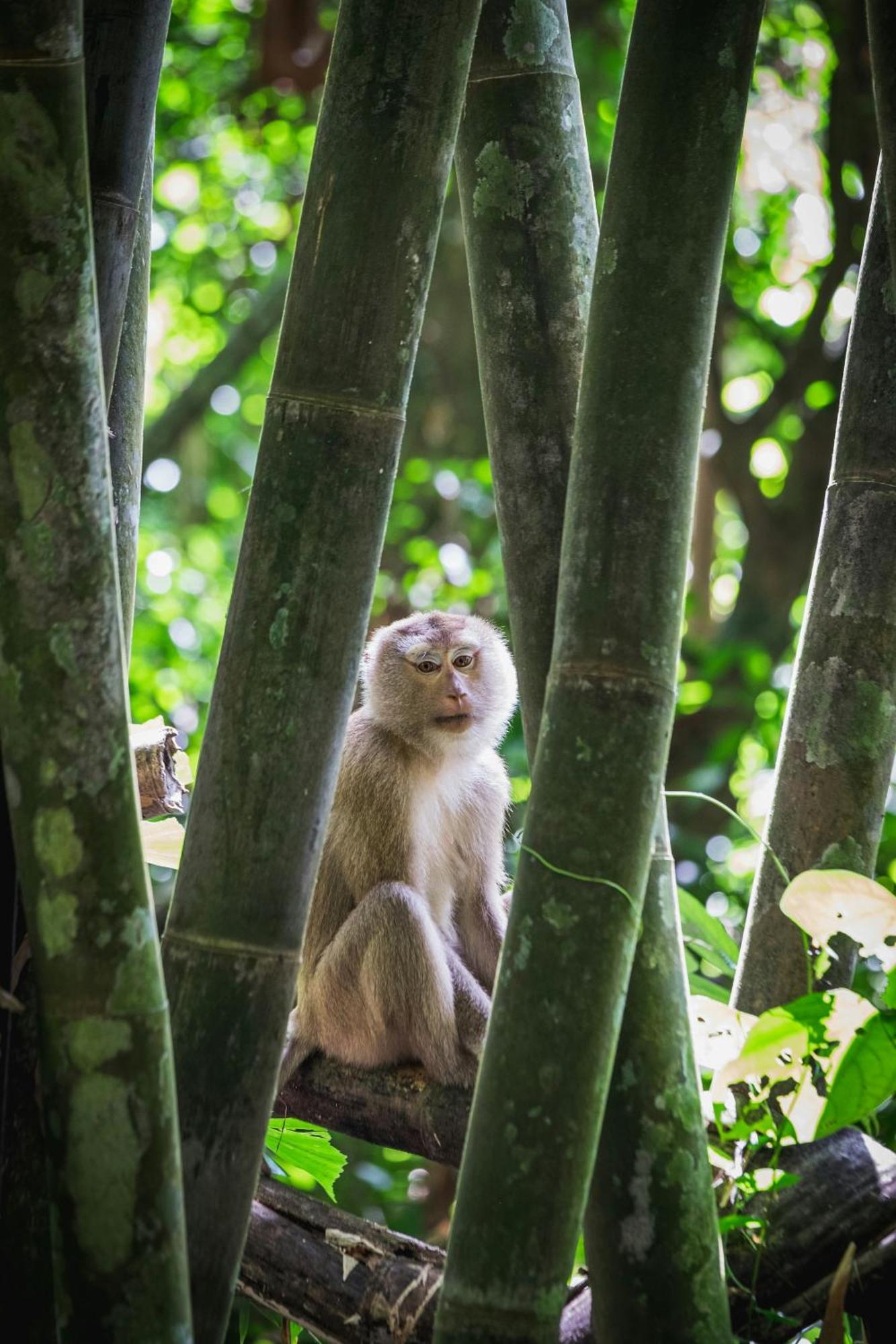 Ferienhaus Singing Frogs Jungle Ban Lamai