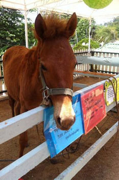 The Memories Beachside & Mini Zoo Samui Lamai 2*