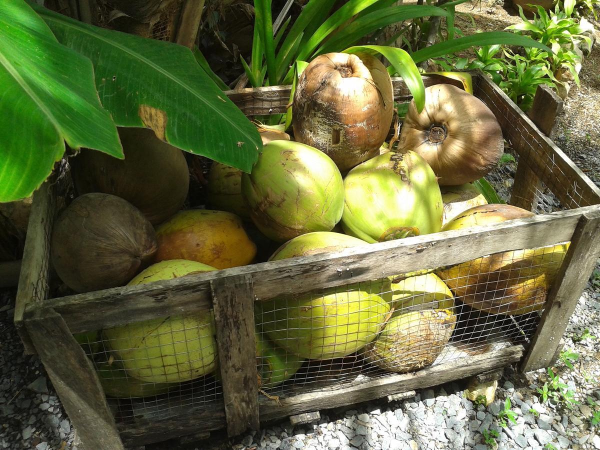 Big Trees Village Eco Friendly Resort *