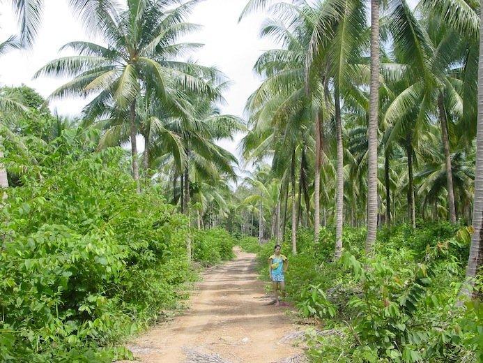 Big Trees Village Eco Friendly Resort *