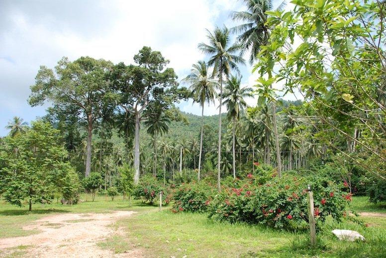 Big Trees Village Eco Friendly Resort *