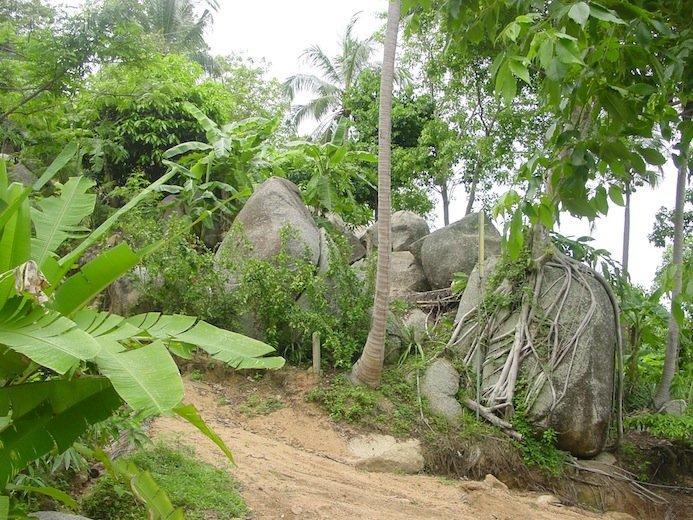 Resort Big Trees Village Eco Friendly *