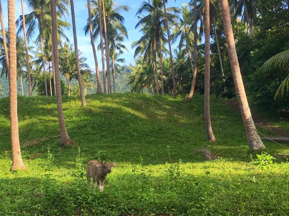 Big Trees Village Eco Friendly Resort *