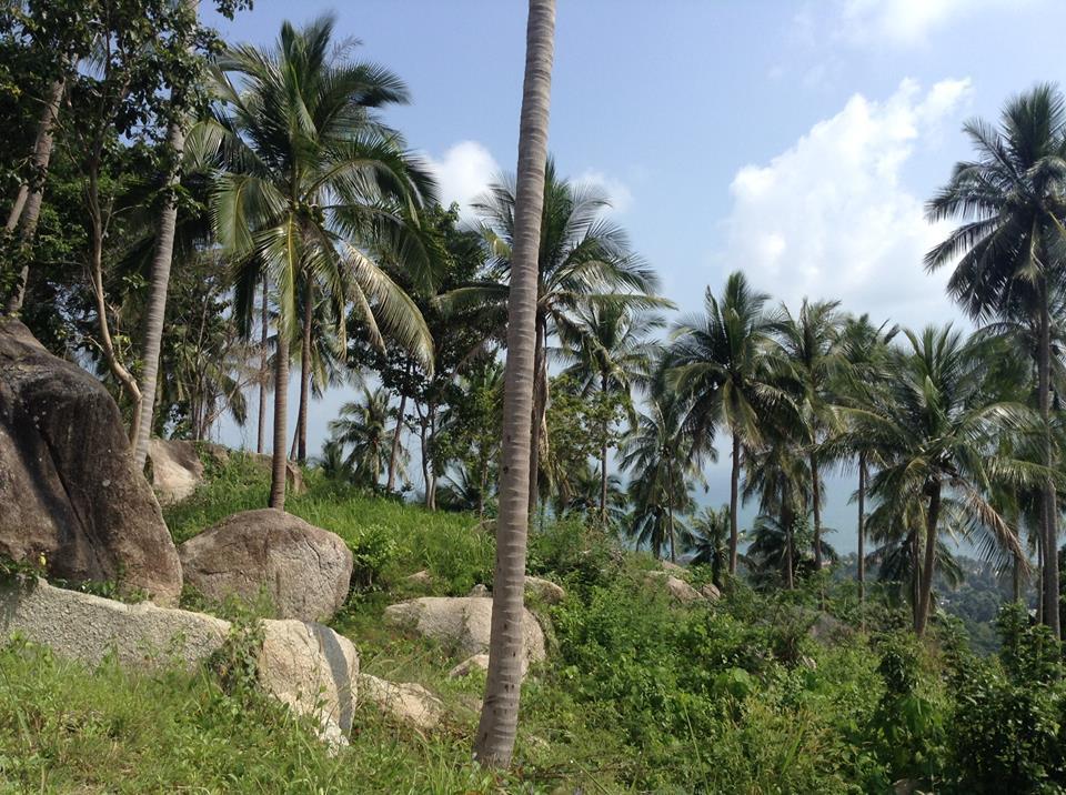 Big Trees Village Eco Friendly Resort