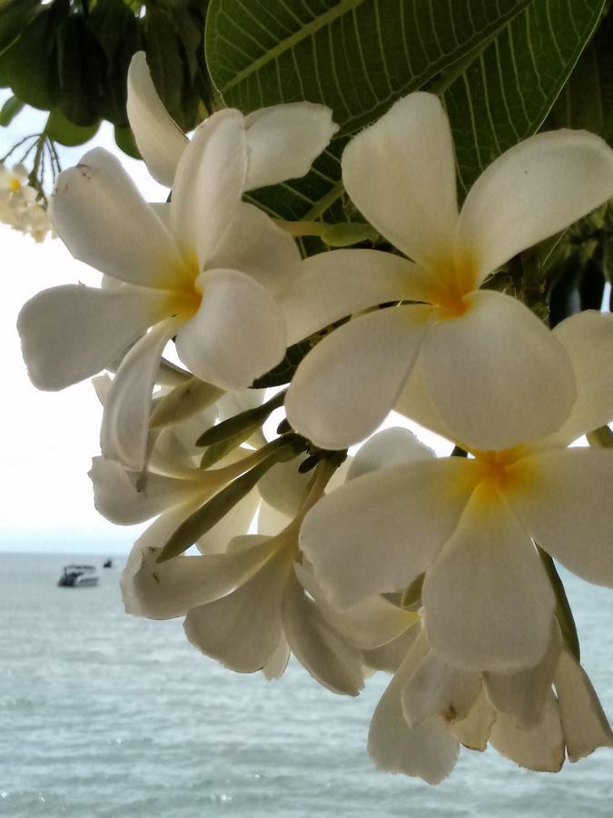 Frühstückspension Ocean11 Ko Samui