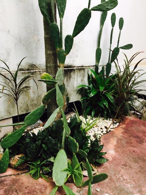 Little Jungle Resort