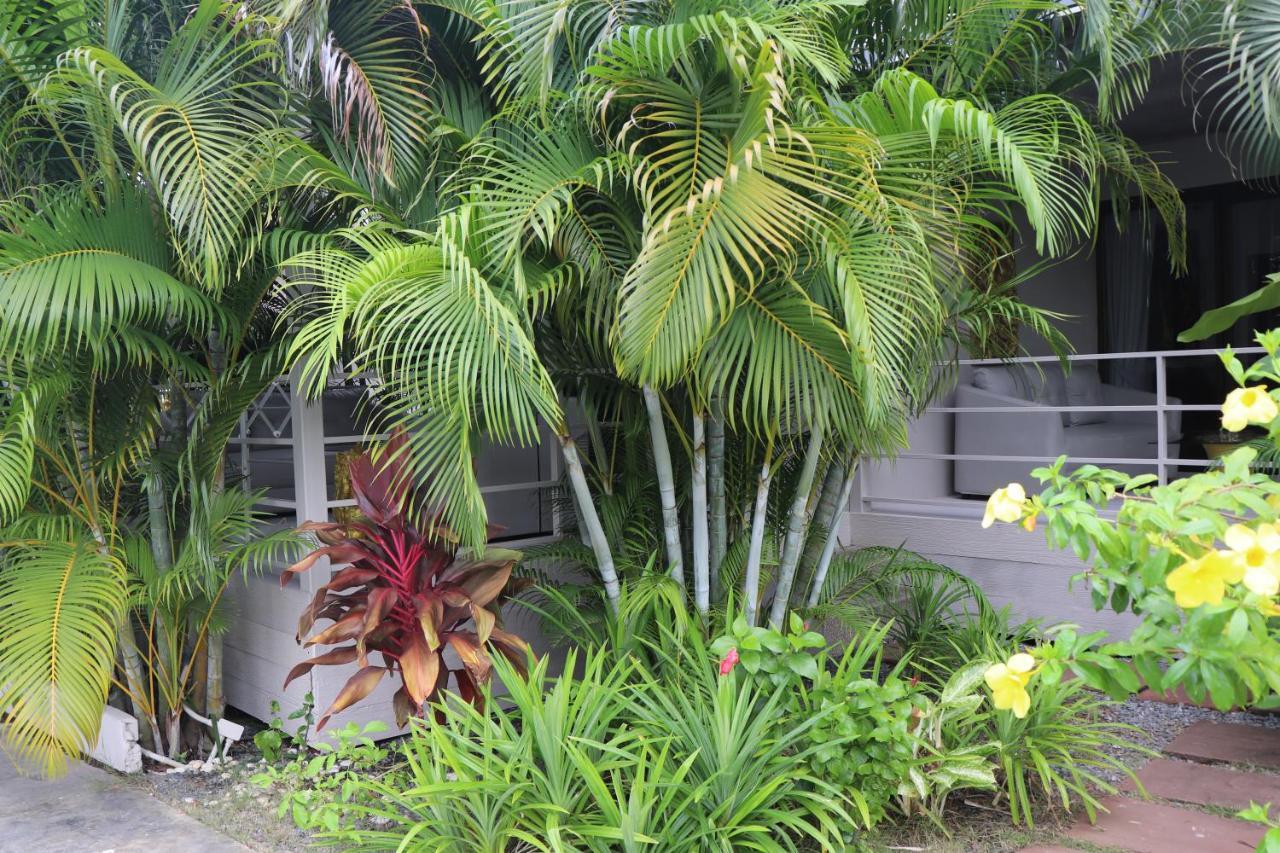 Coconutspalm 4*
